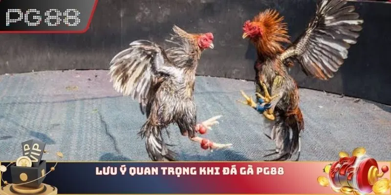 Lưu ý quan trọng khi Đá gà PG88