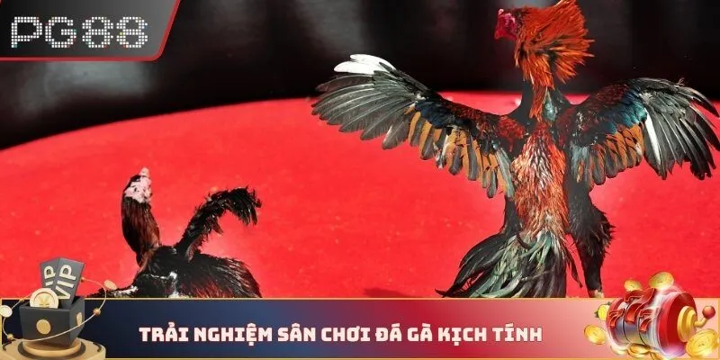 Trải nghiệm sân chơi cược chọi gà kịch tính