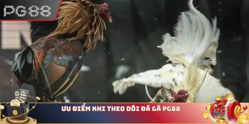 Ưu điểm nổi bật khi theo dõi Đá gà PG88